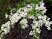 SPIRAEA THUNBERGII