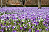 CROCUS TOMMASINIANUS