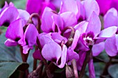 CYCLAMEN COUM