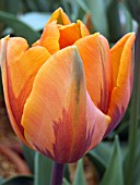 TULIPA PRINCESS IRENE, (TULIP)