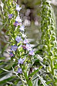 ECHIUM STRICTUM