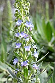 ECHIUM STRICTUM