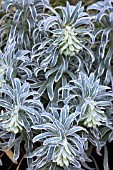 EUPHORBIA CHARACIAS GLACIER BLUE