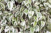 FICUS BENJAMINA VARIEGATA