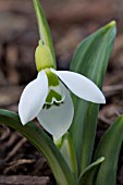 GALANTHUS ELWESII SEEDLING