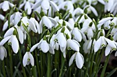 GALANTHUS NIVALIS