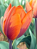 TULIPA PRINCESS IRENE, (TULIP)