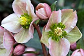 HELLEBORUS ANGEL GLOW