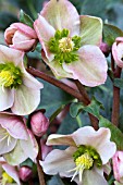 HELLEBORUS ANGEL GLOW