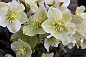 HELLEBORUS HGC CINNAMON SNOW