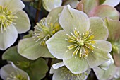 HELLEBORUS HGC CINNAMON SNOW