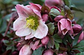 HELLEBORUS PIROUETTE