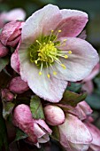 HELLEBORUS PIROUETTE