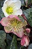 HELLEBORUS WINTER MOONBEAM