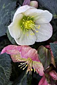 HELLEBORUS WINTER MOONBEAM