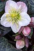 HELLEBORUS WINTER MOONBEAM