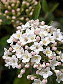 VIBURNUM CARLESII