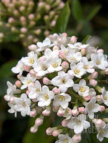 VIBURNUM_CARLESII