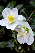 HELLEBORUS NIGER SEMI-DOUBLE