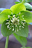 HELLEBORUS VIRIDIS