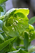 HELLEBORUS VIRIDIS