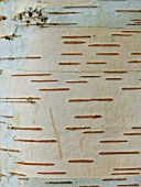 BETULA UTILIS JACQUEMONTII BARK