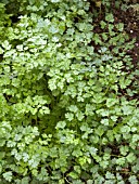 ANTHRISCUS CEREFOLIUM,  CHERVIL