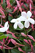 JASMINUM POLYANTHUM