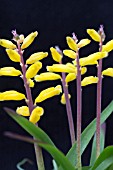 LACHENALIA COMTAMINATA