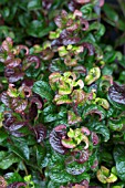 LEUCOTHOE AXILLARIS CURLEY RED