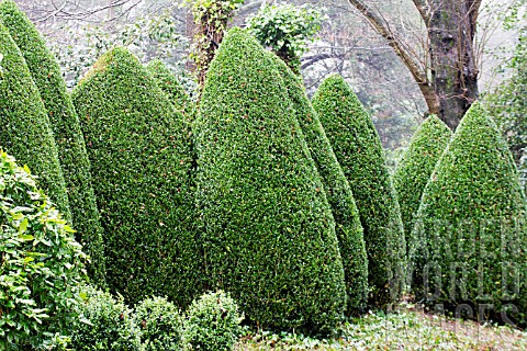 BUXUS_SEMPERVIVENS