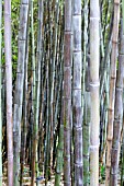 PHYLLOSTACHYS NIGRA