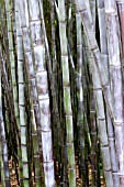 PHYLLOSTACHYS NIGRA