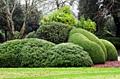 SARCOCOCCA HOOKERIANA, BUXUXS SEMPERVIVENS & PRUNUS LUCITANICA