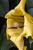 SOLANDRA GRANDIFLORA