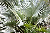 WASHINGTONIA X FILIBUSTA