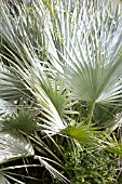 WASHINGTONIA X FILIBUSTA