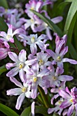 CHIONODOXA LUCILIAE PINK GIANT