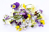 EDIBLE FLOWERS