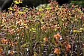 EPIMEDIUM X WARLEYENSE