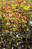 EPIMEDIUM X WARLEYENSE