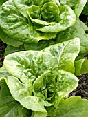 LETTUCE BUTTERCRUNCH