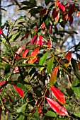 EUONYMUS MYRIANTHUS