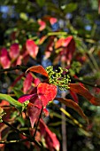 EUONYMUS MYRIANTHUS