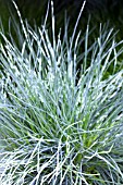 FESTUCA GLAUCA INTENSE BLUE