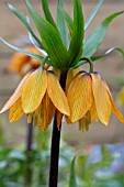 FRITILLARIA IMPERIALIS BRONZE