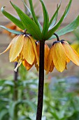 FRITILLARIA IMPERIALIS BRONZE