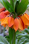 FRITILLARIA IMPERIALIS GARLAND STAR