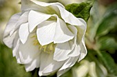 HELLEBORUS HARVINGTON DOUBLE WHITE