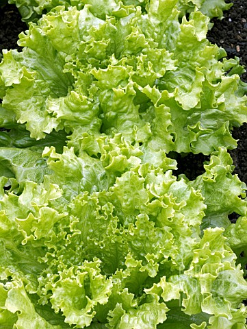 LETTUCE__FUNLY
